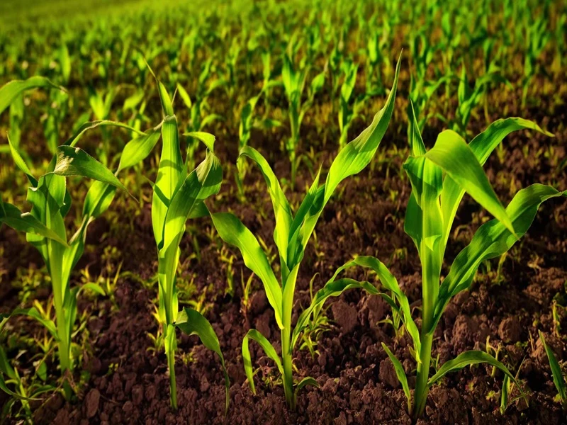 اسید نیتریک و نقش آن در تولید کودهای شیمیایی و مواد منفجره اسید نیتریک و نقش آن در تولید کودهای شیمیایی و مواد منفجره